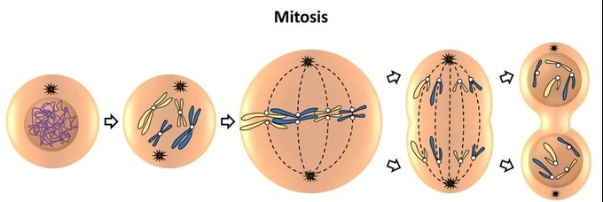 <p>Referring to the diagram, the correct sequence for the phases of mitosis is...</p>