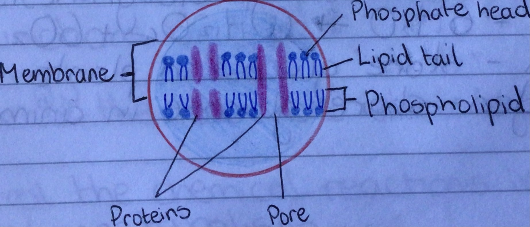 <p>A phospholipid bilayer with protein molecules embedded </p>