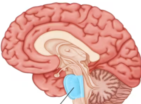 <ul><li><p>helps coordinate movement and control sleep</p></li></ul><p></p>