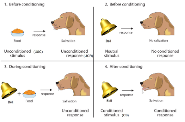 <p>Pavlovian (Classical) Conditioning </p>