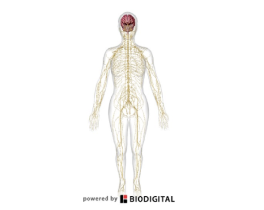 <p><span>send and receive signals, enabling communication and coordination within the body</span></p>