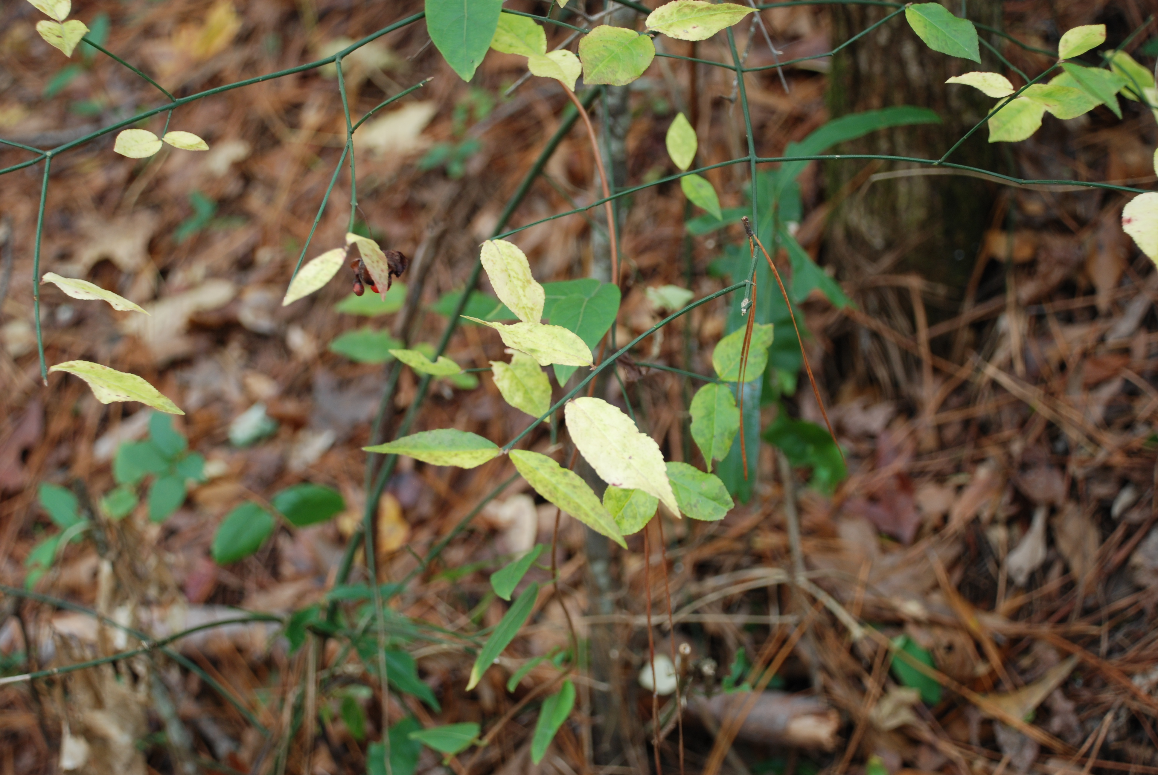 <p>What is the species?</p>