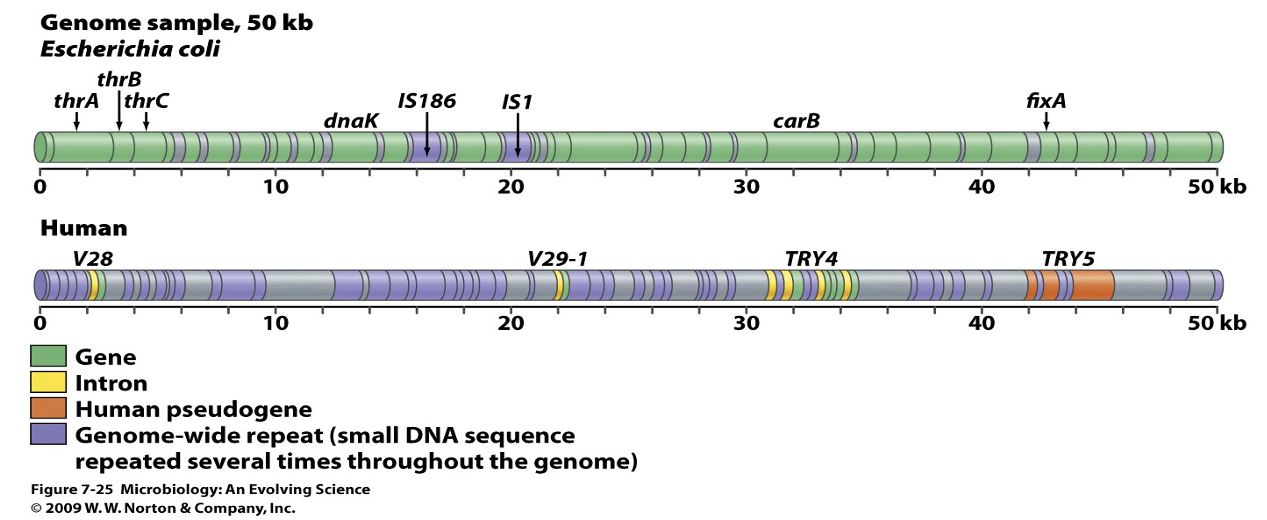 <p>Bacterial chromosome is tightly packed with coding genes (green) with few mobile elements + a little unused sequence (purple). Human chromosome has 95% non-coding sequences (purple), coding regions are separated by introns (yellow), ancient gene duplications have decayed to pseudogenes (orange). </p>