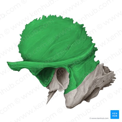 <p>pikkely rész</p>