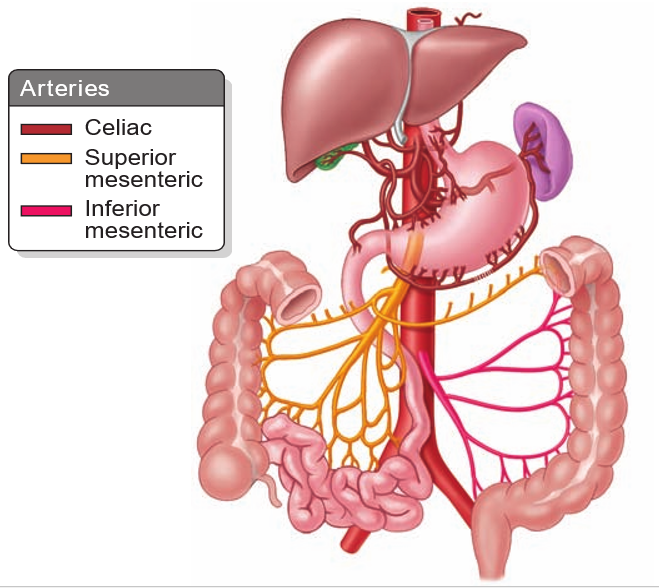 <p>From <strong>three major unpaired branches</strong> of the <strong>abdominal aorta</strong></p><ul><li><p><strong>Celiac trunk:</strong> Supplies <strong>foregut structures</strong></p></li><li><p><strong>Superior mesenteric artery</strong>: Supplies <strong>midgut structures</strong></p></li><li><p><strong>Inferior mesenteric artery</strong>: Supplies <strong>hindgut structures</strong></p></li></ul><p></p>