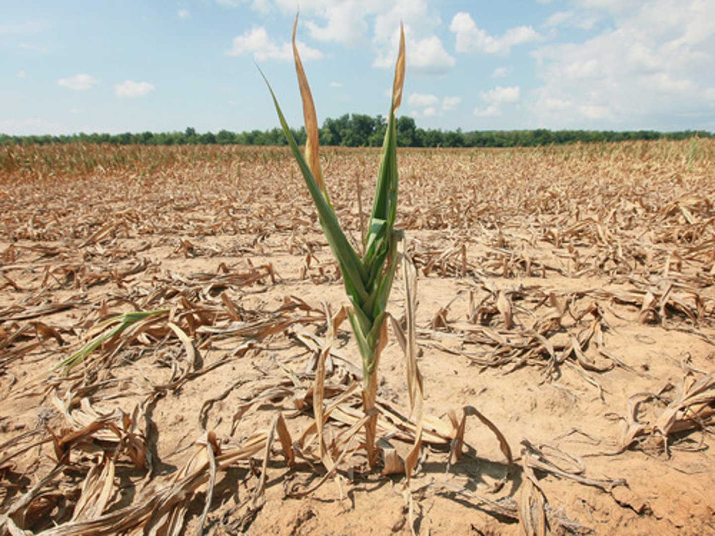 <p>de droogte</p>