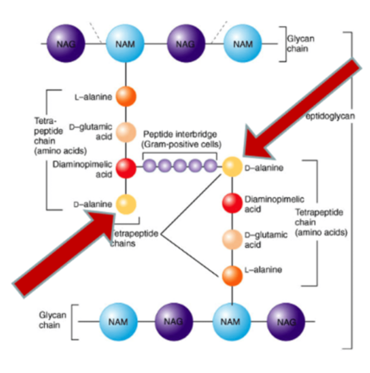 <p>blocks transglycosylases and transpeptidases by binding to D-Ala-D-Ala terminal </p><p>blocks transglycosylation!!</p><p>"last resort" for penicillin resistant Gram positive organisms</p><p>given intravenously due to poor absorption </p><p>- to big to diffuse through Gram negative cell wall </p>
