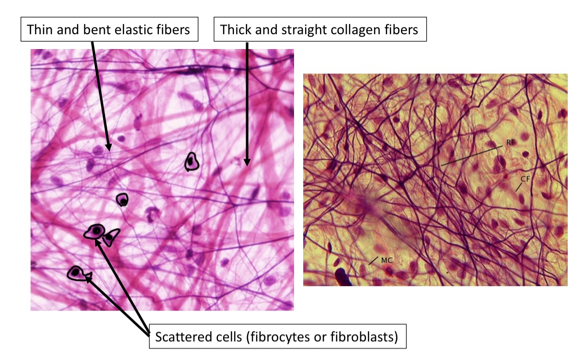 <ul><li><p>Fibrocytes </p></li><li><p>Basement membrane</p></li></ul><p></p>