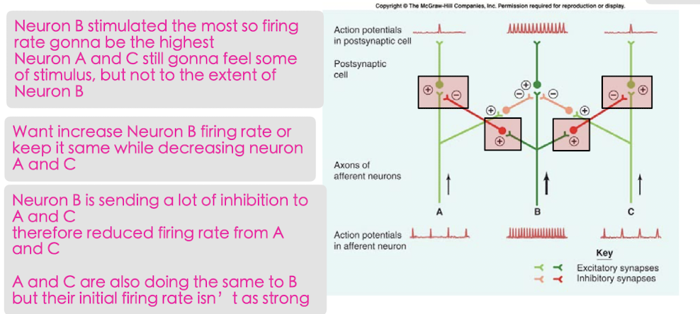 ^^Inhibit adjacent inputs to enhance tactile sensitivity^^

Increases contrast to __**allow for more precise/finer location of sensations**__

* minimize the firing rate of sensory information close to it but maximize the information that is precisely where is it happening