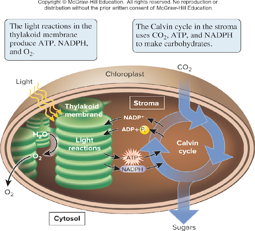 <p>Energy and electrons needed to make Carbs during the Calvin cycle</p>