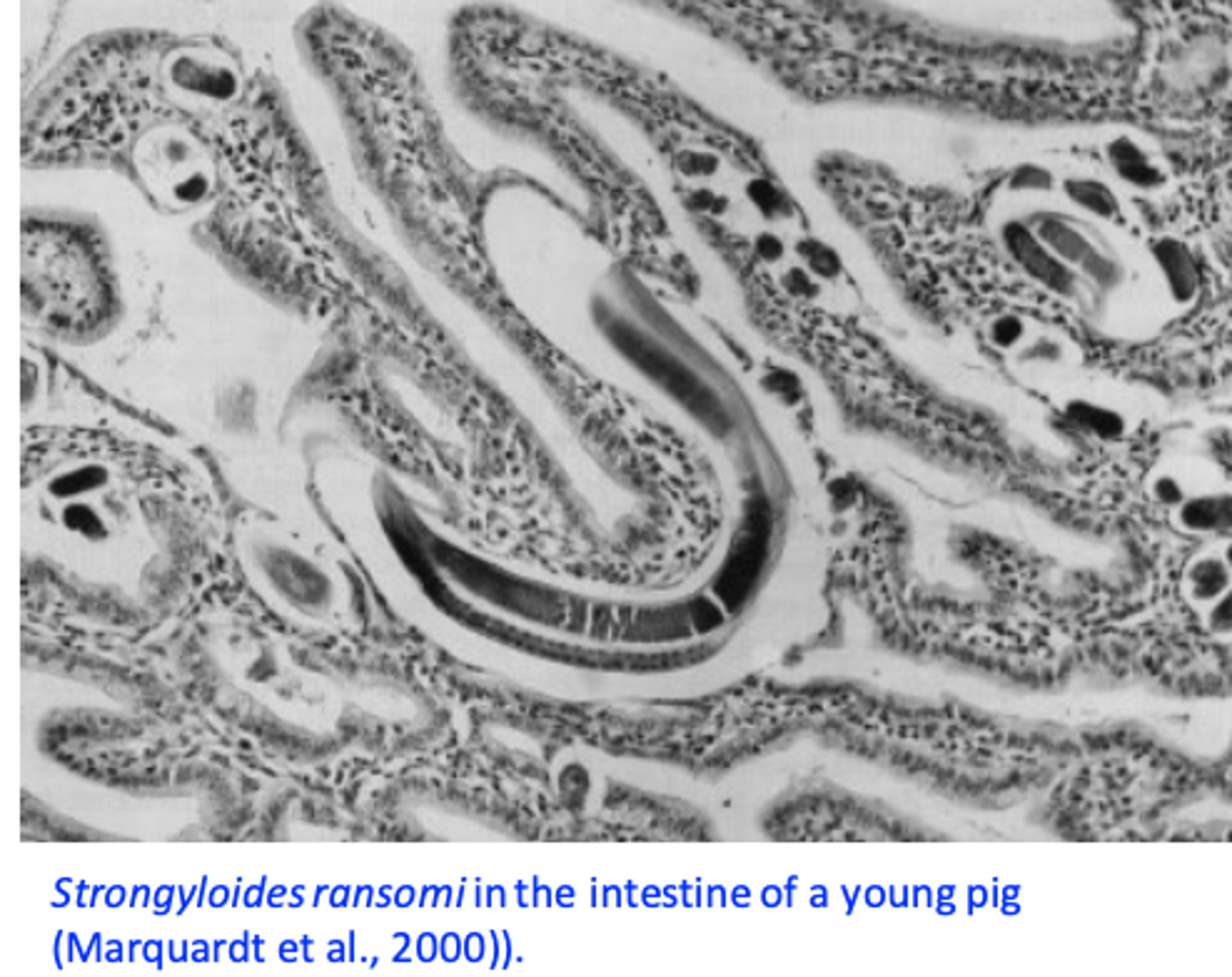<p>Present in outdoor and indoor systems;</p><p>Infections are prevalent in warm climates;</p><p>Infections can be found in all age categories but they are clinically significant in suckling pigs;</p><p>Sows are important sources of infection;</p>
