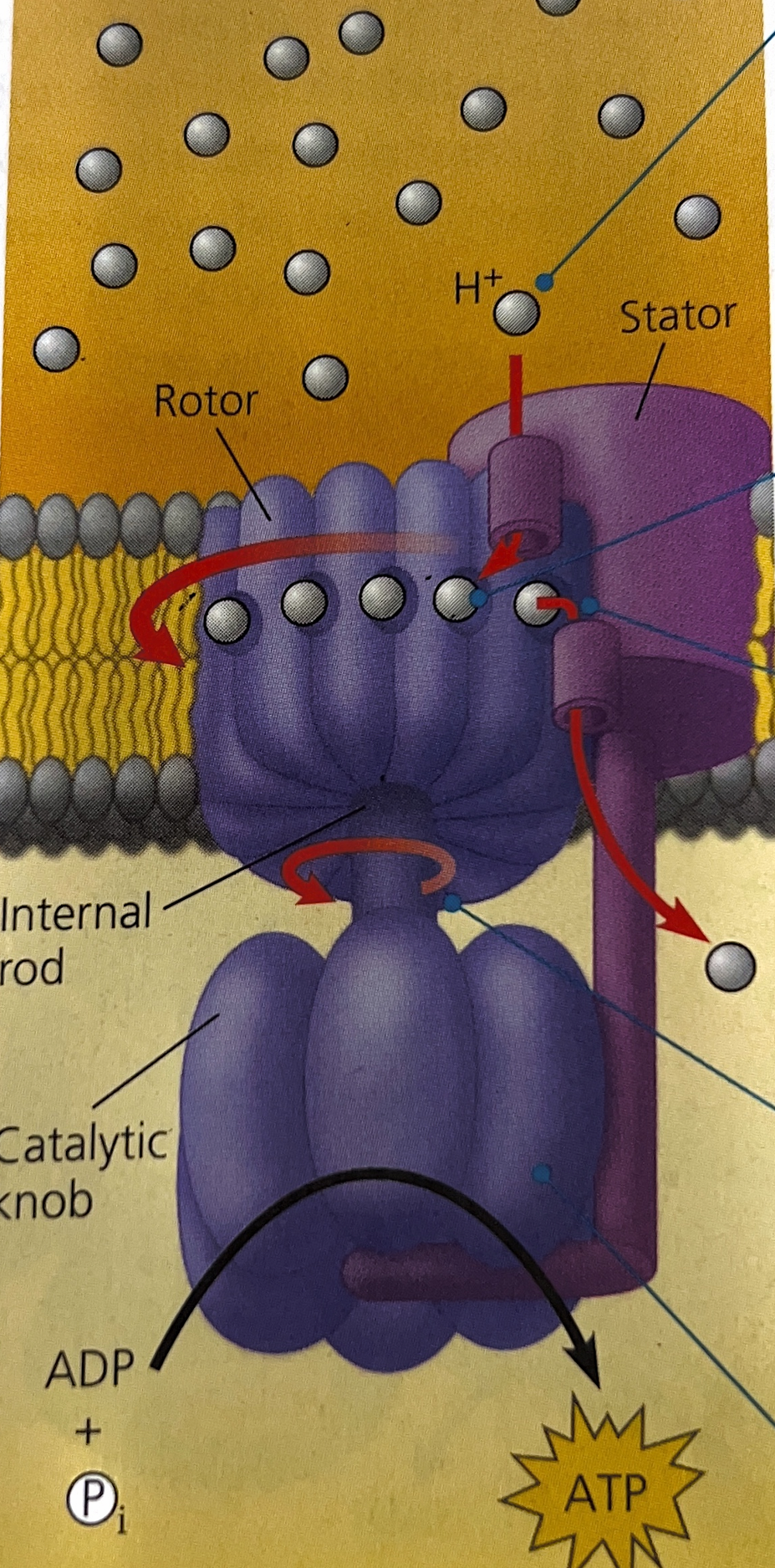 <p>Explain this image</p>
