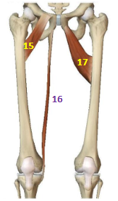 <p>Hip Adductor Muscles: Gracilis</p>