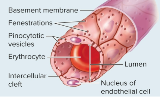 <p>-good for <strong>fluid exchange (plasma proteins)</strong></p><p>-continuous lining but the cells have fenestrations (pores)</p><p>-ex. kidneys</p>