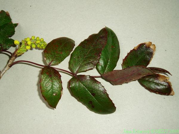 <p><span>mahónie cesmínolistá</span></p>