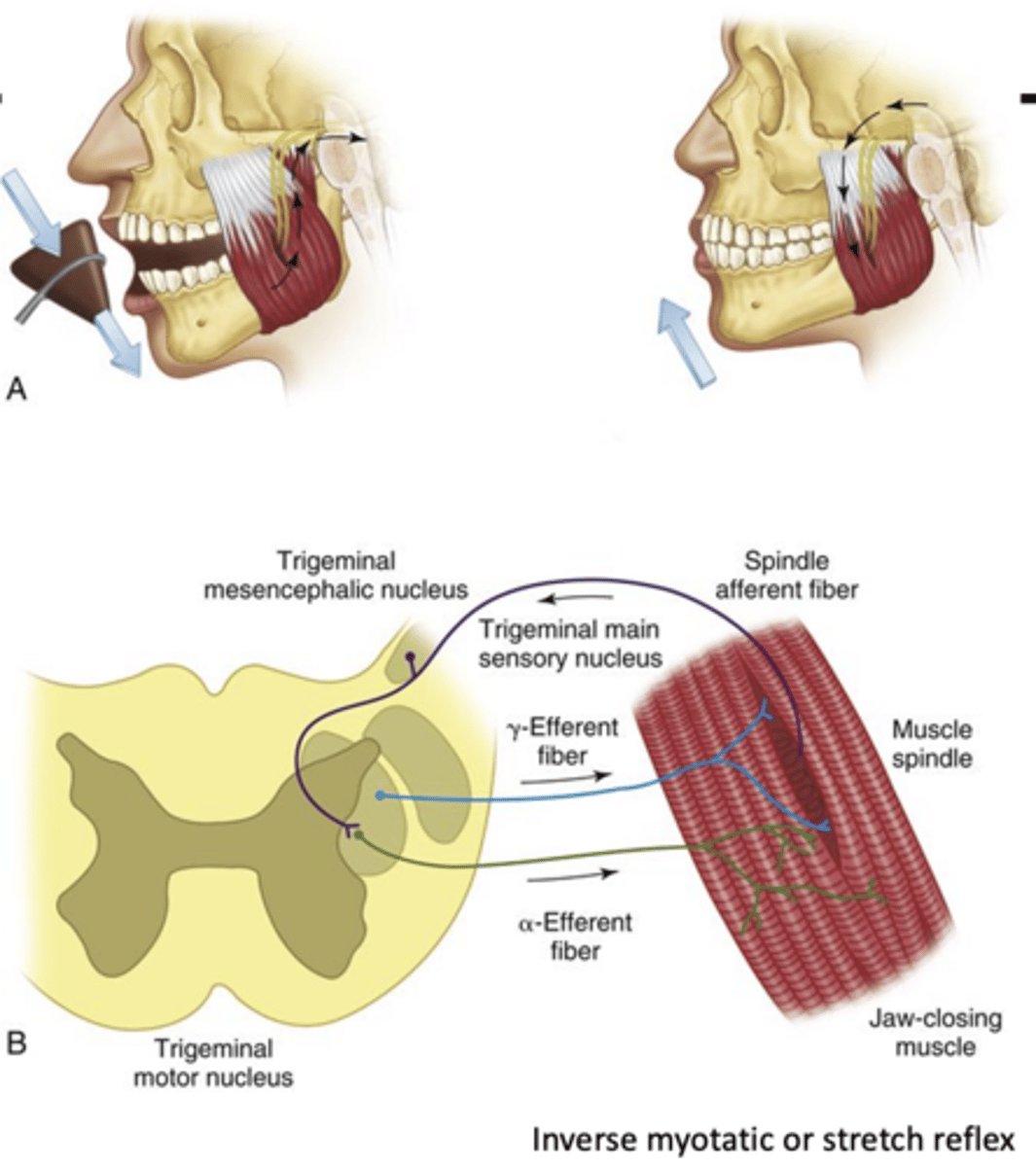 <p>reflexes of mastication:</p>
