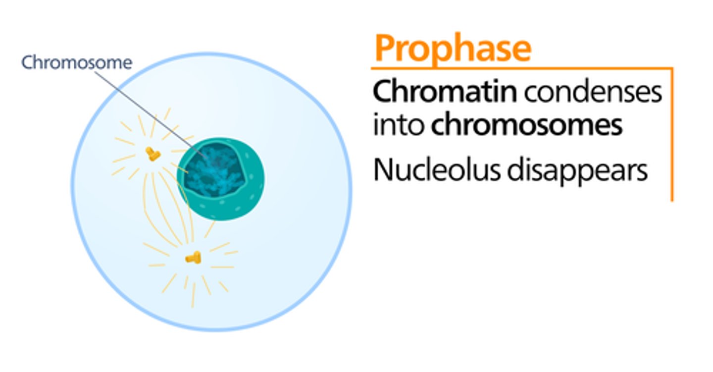 <p>prophase</p>