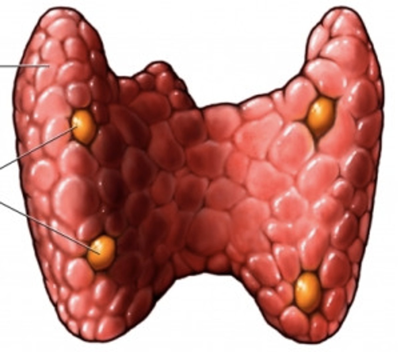 <p>Located at the edges of the ________ and secrete PTH which opposes Calcitronin. PTH stimulates osteoclasts activity, RAISING the blood calcium levels.</p>
