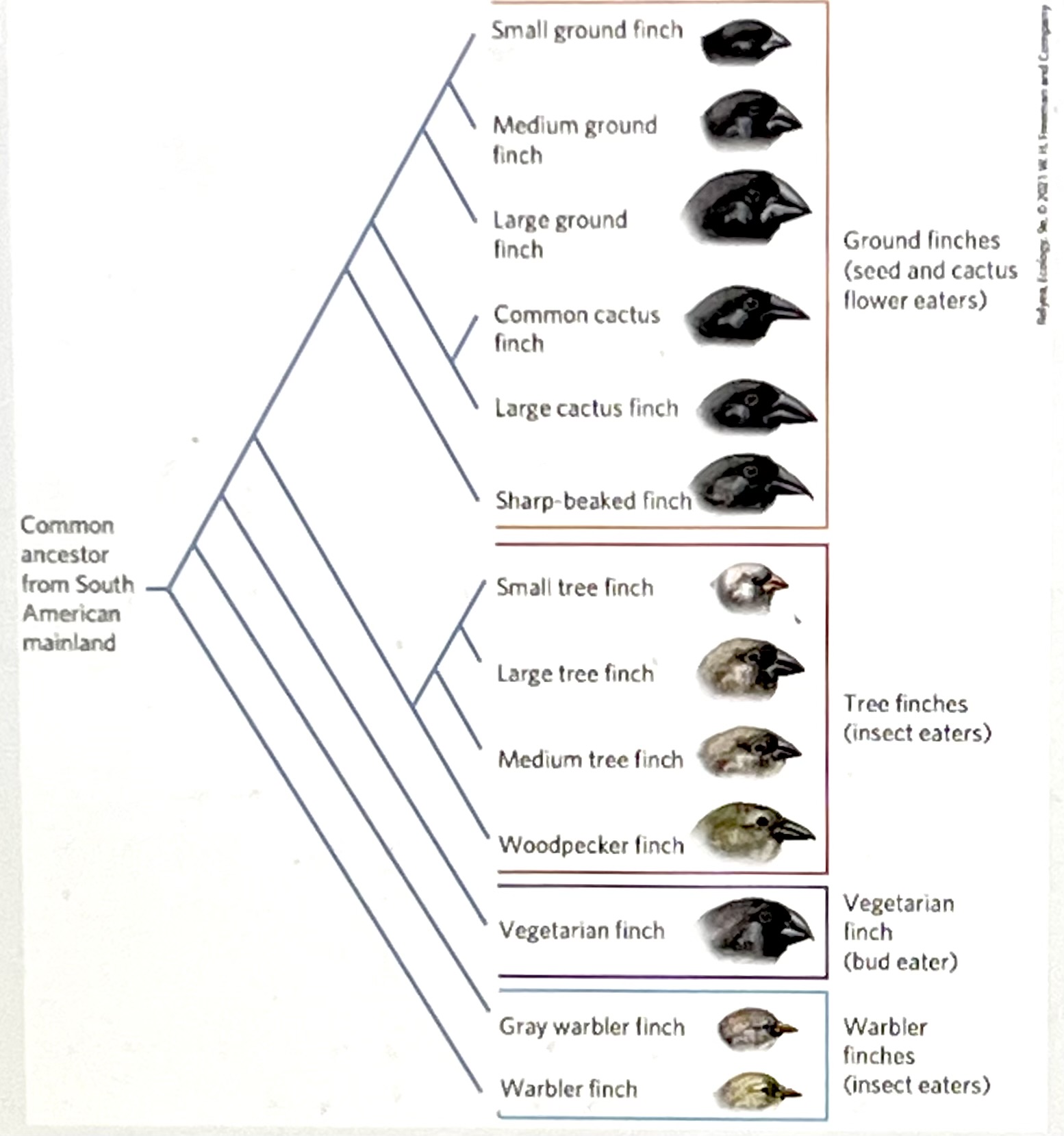 Based on the phylogeny of the Galapagos finches, which statement is correct?

a. The ground finches and the tree finches have no common ancestor
b. The ancestor of the small tree finch and large tree finch probably ate insects.
c. The ancestor of the large cactus finch and common cactus finch likely ate insects.
d. The small tree finch is most closely related to the sharp-beaked finch.