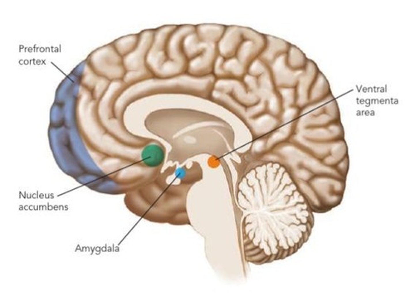 <p>Delayed brain maturation and less activity in areas like the prefrontal cortex.</p>