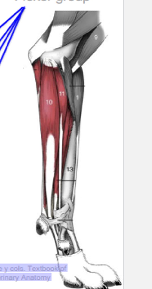 <p>The following muscles are part of the [extensor/flexor] group:</p><p>-flexor carpi radialis m</p><p>-superficial digital flexor m</p><p>-flexor carpi ulnaris m</p><p>-deep digital flexor m</p><p>2 multiple choice options</p>