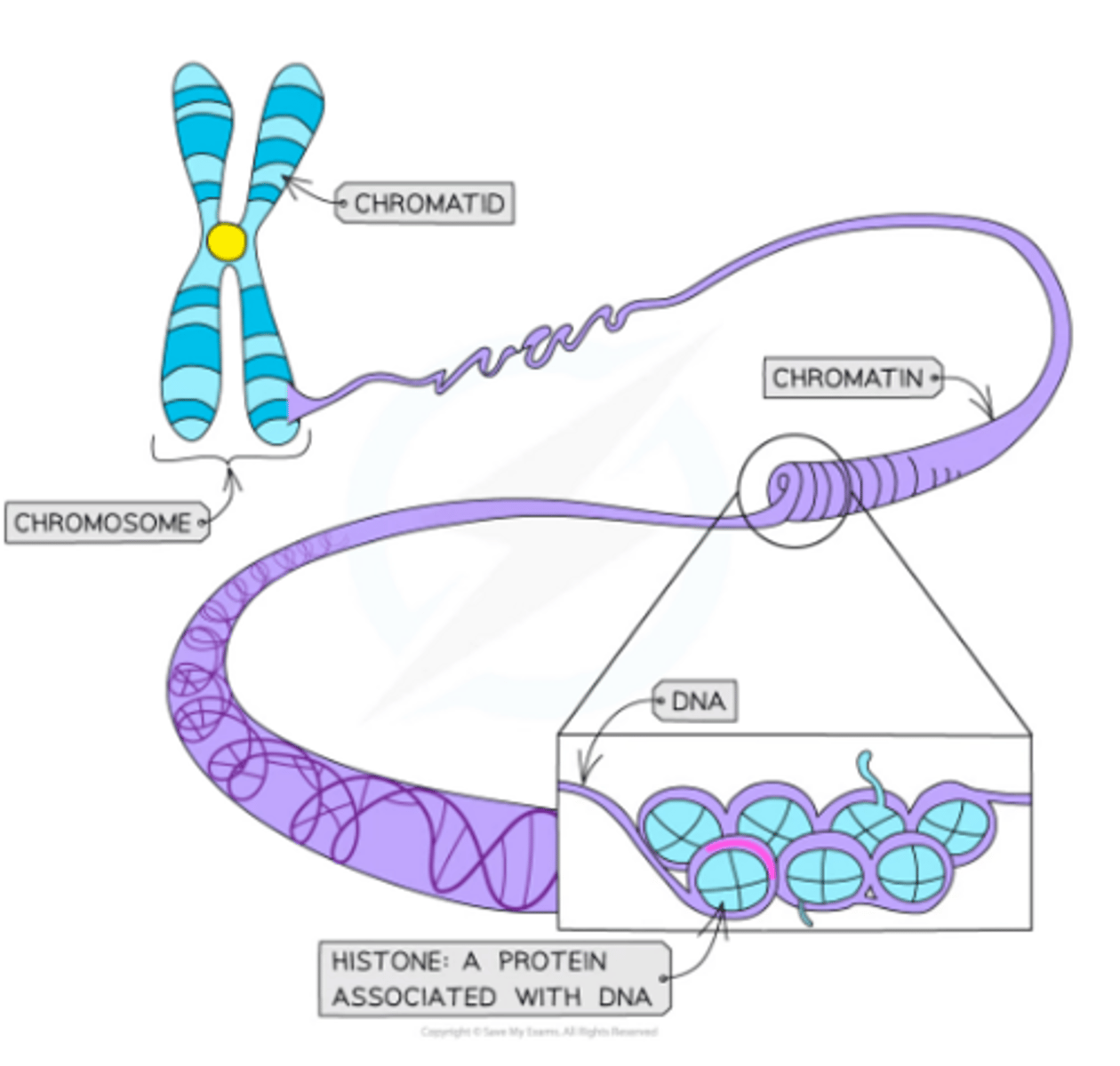 <p>● DNA condensed into chromatin, by wrapping tightly around the histones, enabling it to fit into the nucleus</p><p>● Chromatin folds to form chromatid</p><p>● 2 arms of chromatids = sister chromatids, joined by centromere</p>
