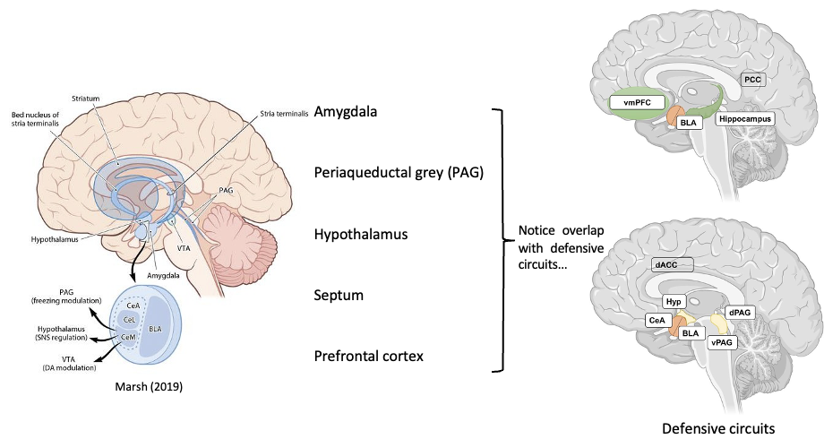 <ul><li><p><span><span>These brain areas are also associated with defensive responses / circuits</span></span></p></li><li><p><span><span>Assumes we help people that are vulnerable due to wanting to defend motivated by these circuits involved in wanting to defend oneself</span></span></p></li></ul><p>&nbsp;</p><p>This idea comes from what fear looks like</p>