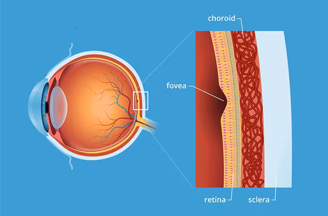 <p>macula lutea with fovea centralis</p>