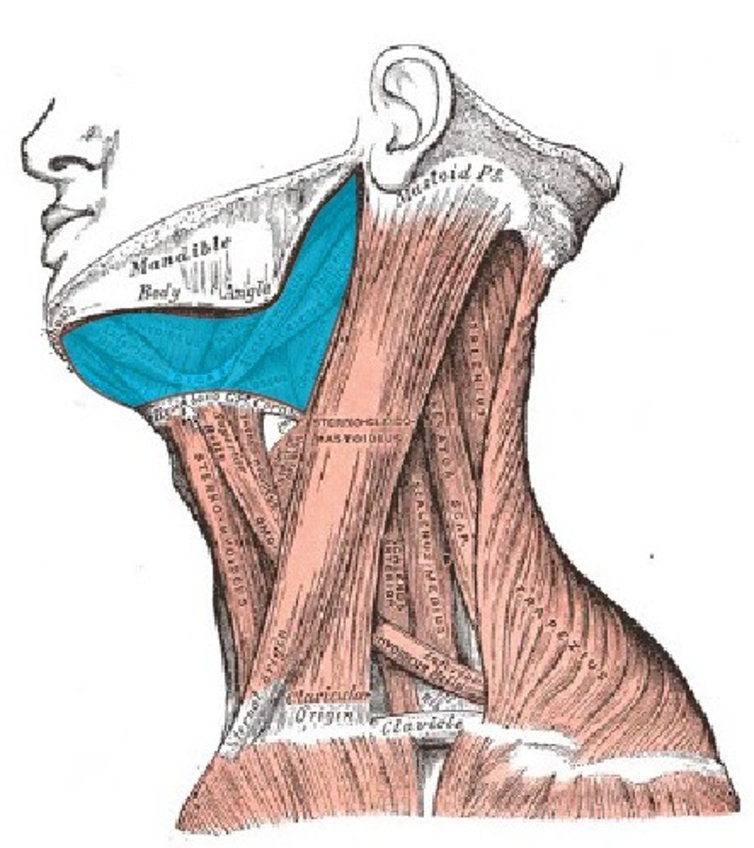 <p>Mylohoid, Geniohyoid; Stylohyoid, Digastric; a group of muscles located superior to the hyoid bone; they connect the hyoid bone to the skull; their primary function is to elevate the hyoid and they also assist in mandibular depression (when the infrahyoid muscles stabilize the hyoid bone)</p>