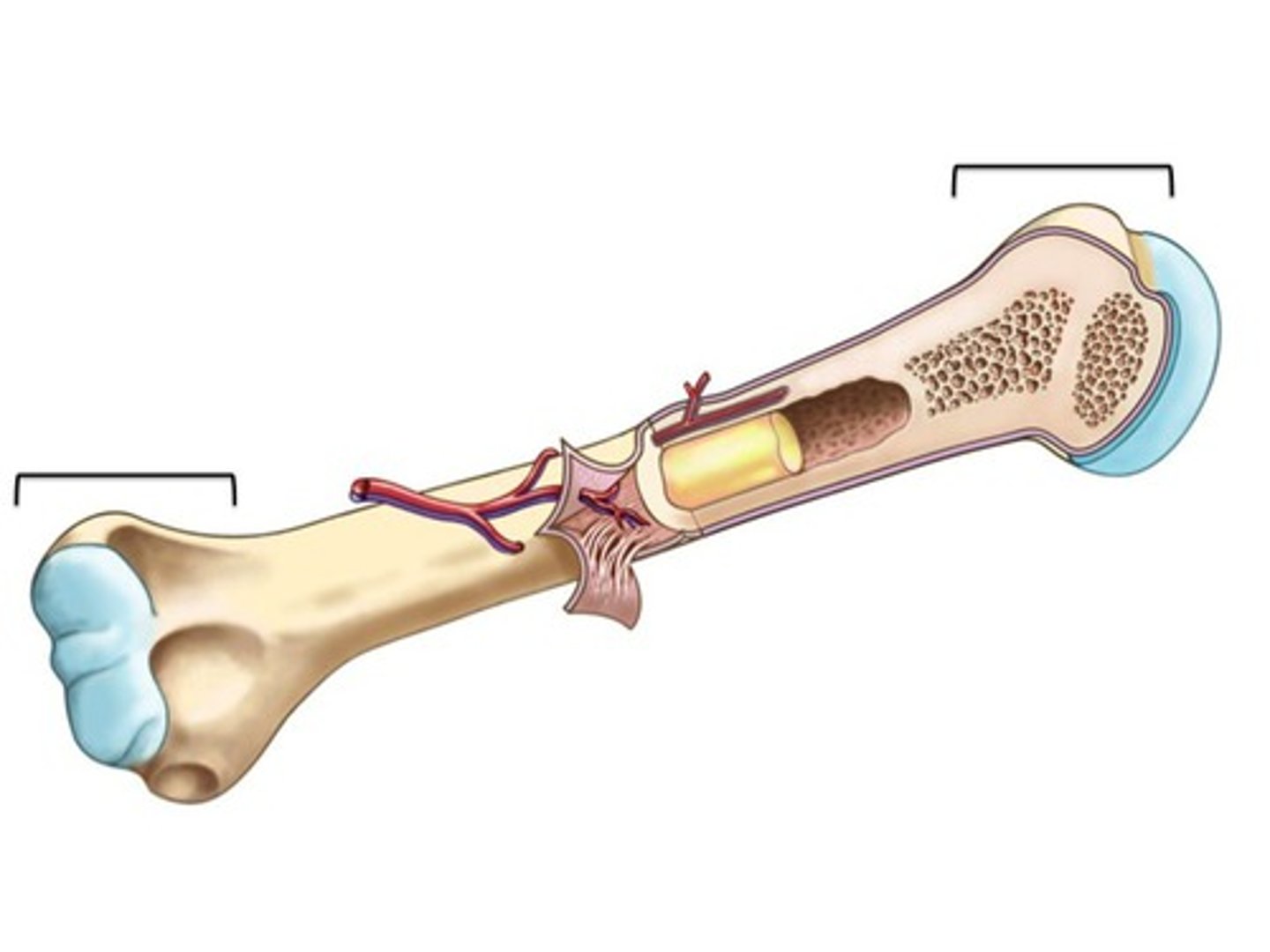 <p>end of long bone</p>