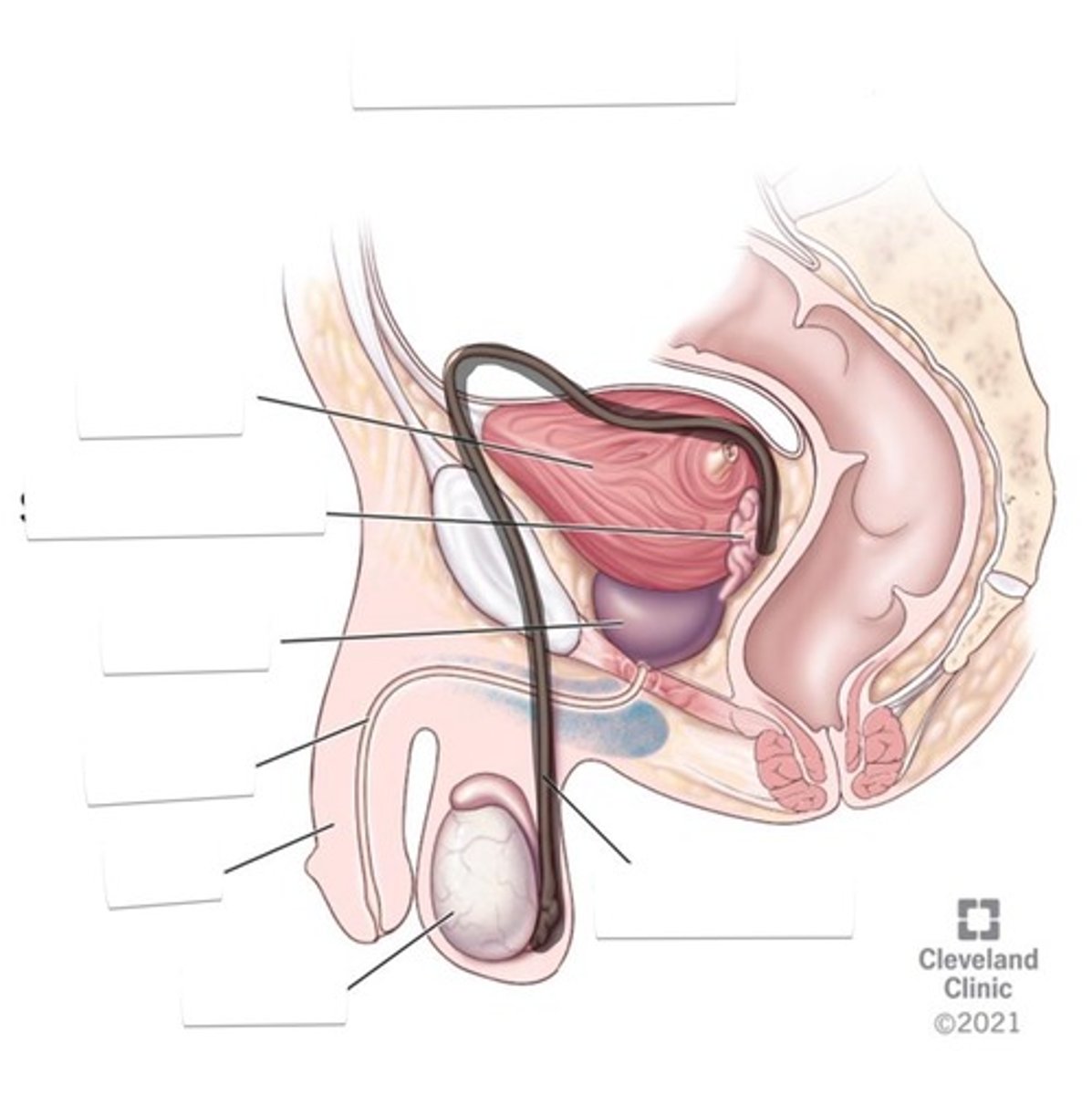 <p>Extends upward from the epididymis and is attached to each testicle</p>