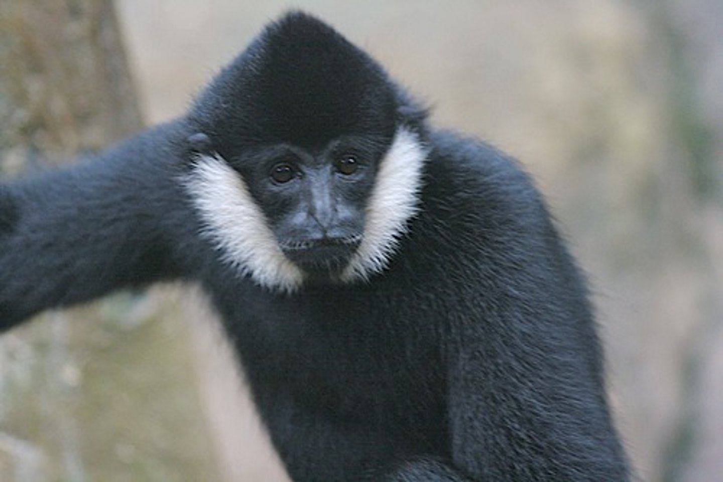 <p>• no tail</p><p>• limb arrangements reflecting brachiation</p><p>• rotation of shoulder</p><p>• longer forelimbs than hindlimbs (opposite in humans)</p><p>• Y-5 molars</p>