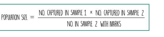 <ul><li><p>capture a sample of population using traps</p></li><li><p>mark them in a way that won’t cause harm</p></li><li><p>release the sample and wait for some time</p></li><li><p>set up traps and capture a second sample</p></li><li><p>count the number of individuals in your second sample and count how many are marked.</p></li><li><p>use the formula to estimate population size</p></li></ul>