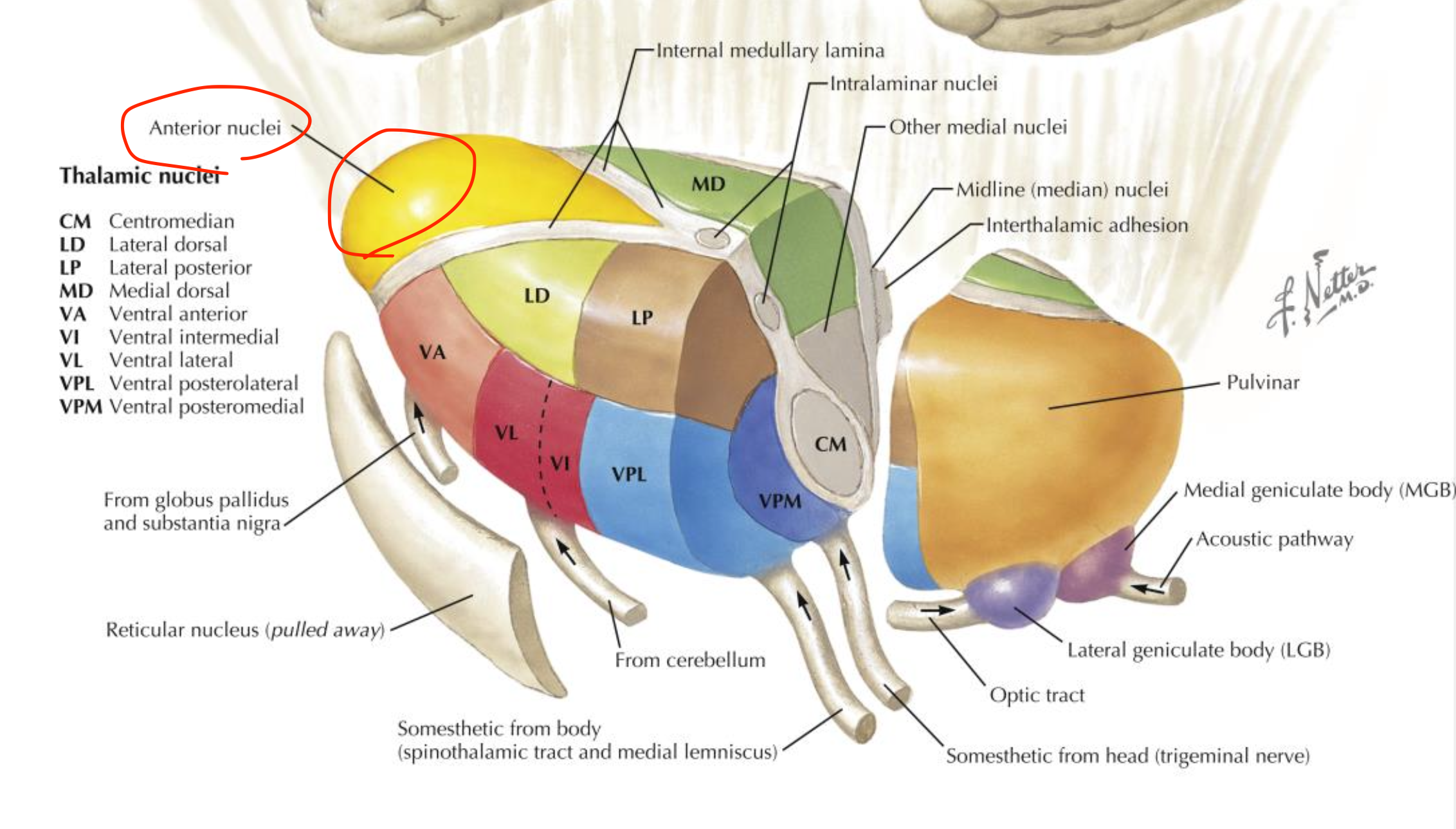 <p>Anterior thalamic nuclei</p>