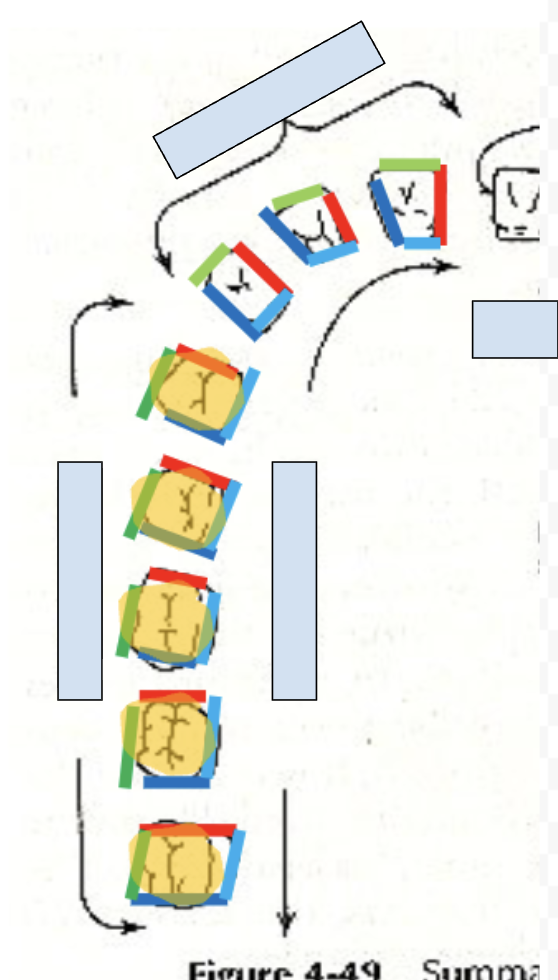 <p>front of teeth toward lips (buccal wall) (green)</p>