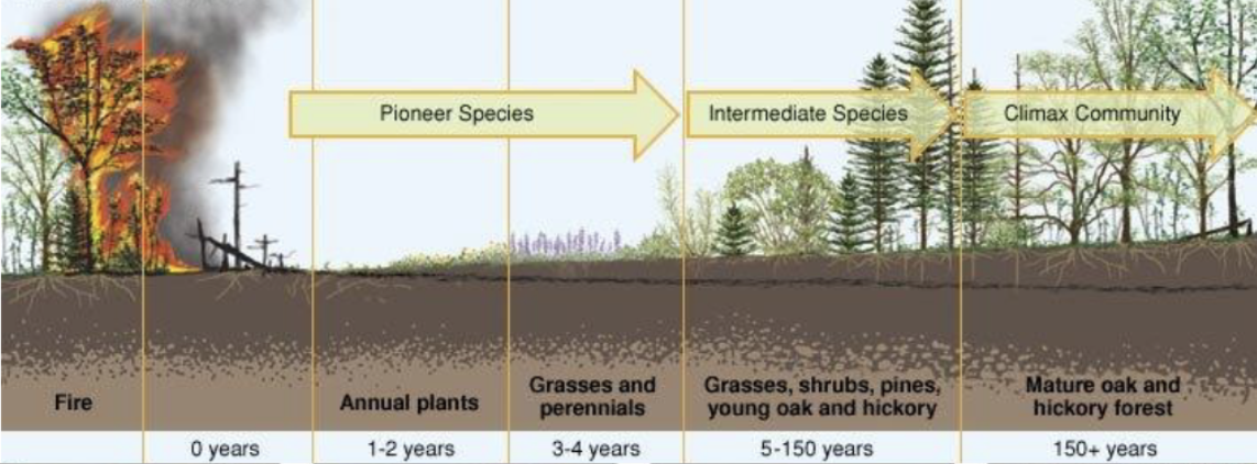 <p>secondary succession</p>