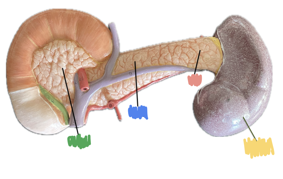 <p>What is indicated by the Red?</p>