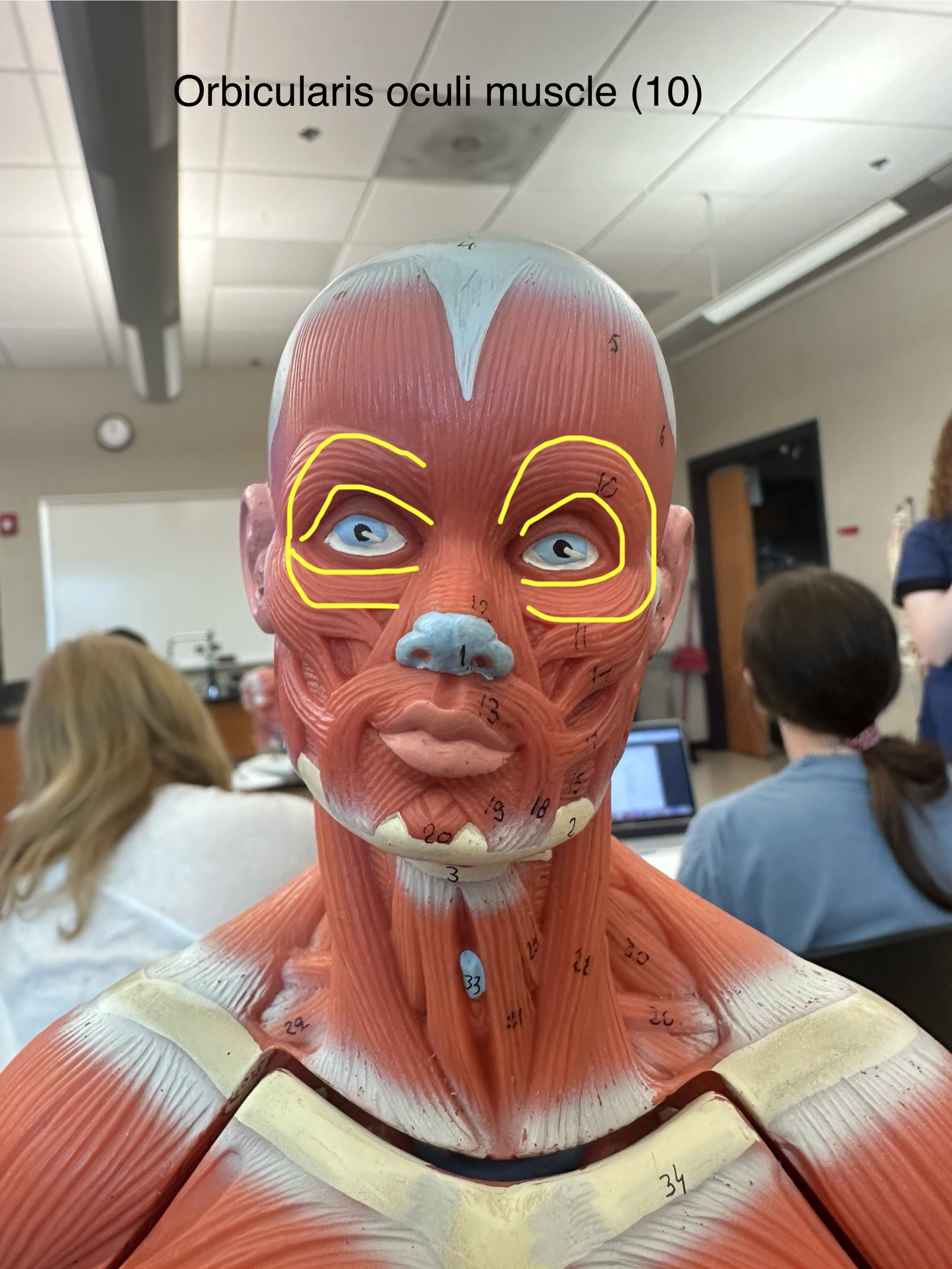<p>Orbicularis Oculi muscle. This muscle closes the eye (blinks). </p>