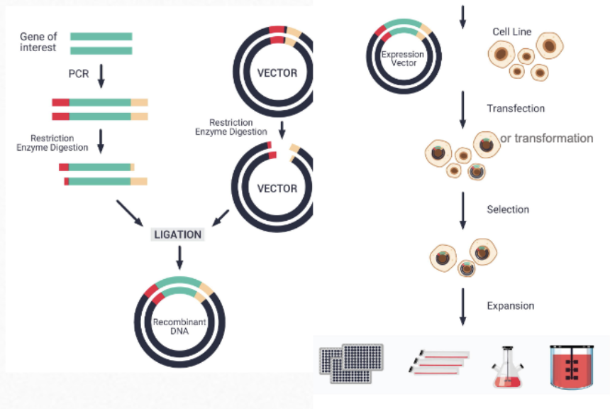 <p>clone the gene into a vector</p>