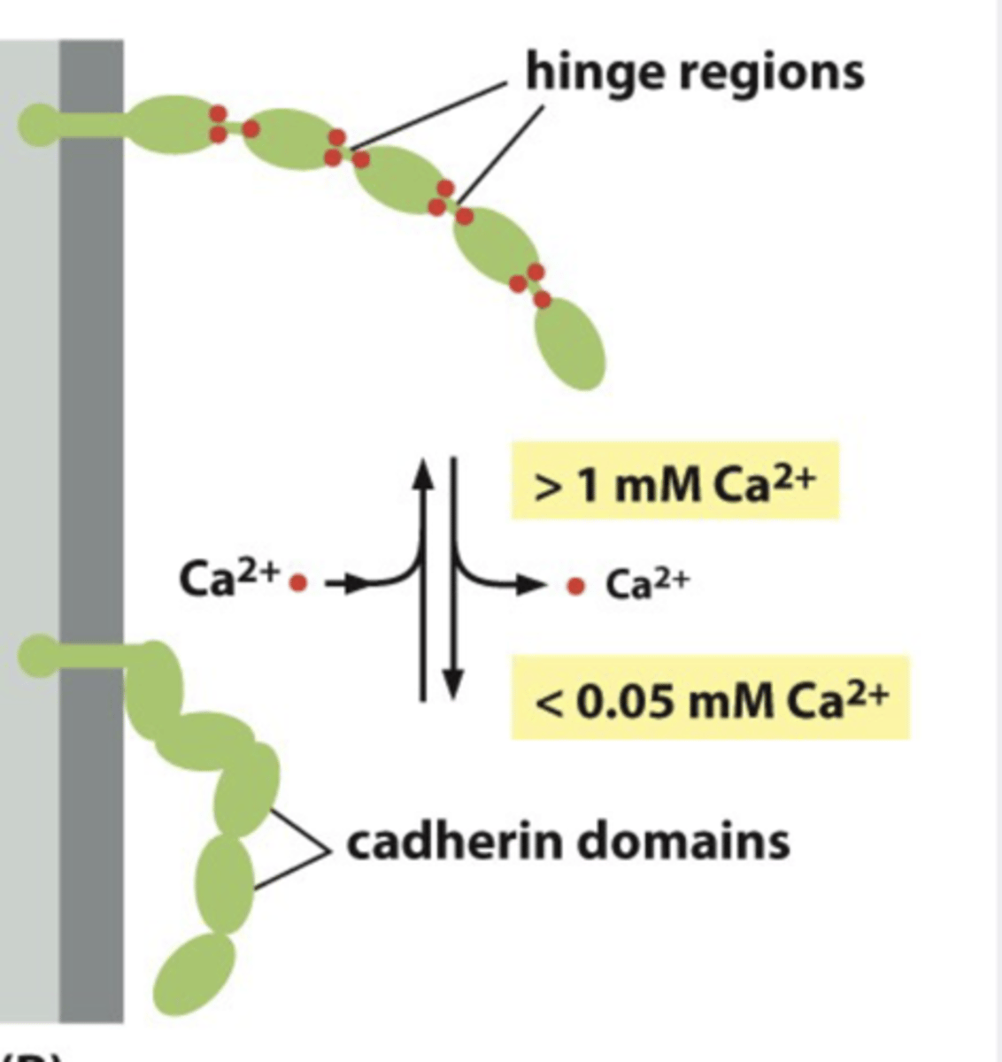 <p>Ca2+ ions</p>