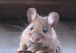 <p>Old world rats and mice</p><ul><li><p><span style="background-color: transparent;"><span>Most diverse family of mammals; 159 genera and 800+ species</span></span></p></li><li><p><span style="background-color: transparent;"><span>Very similar to Cricetidae; all habitats, most feeding types.&nbsp;</span></span></p></li><li><p><span style="background-color: transparent;"><span>Rats and mice are so important because they’ve been used so much for medical research and testing.&nbsp;</span></span></p></li></ul><p></p>