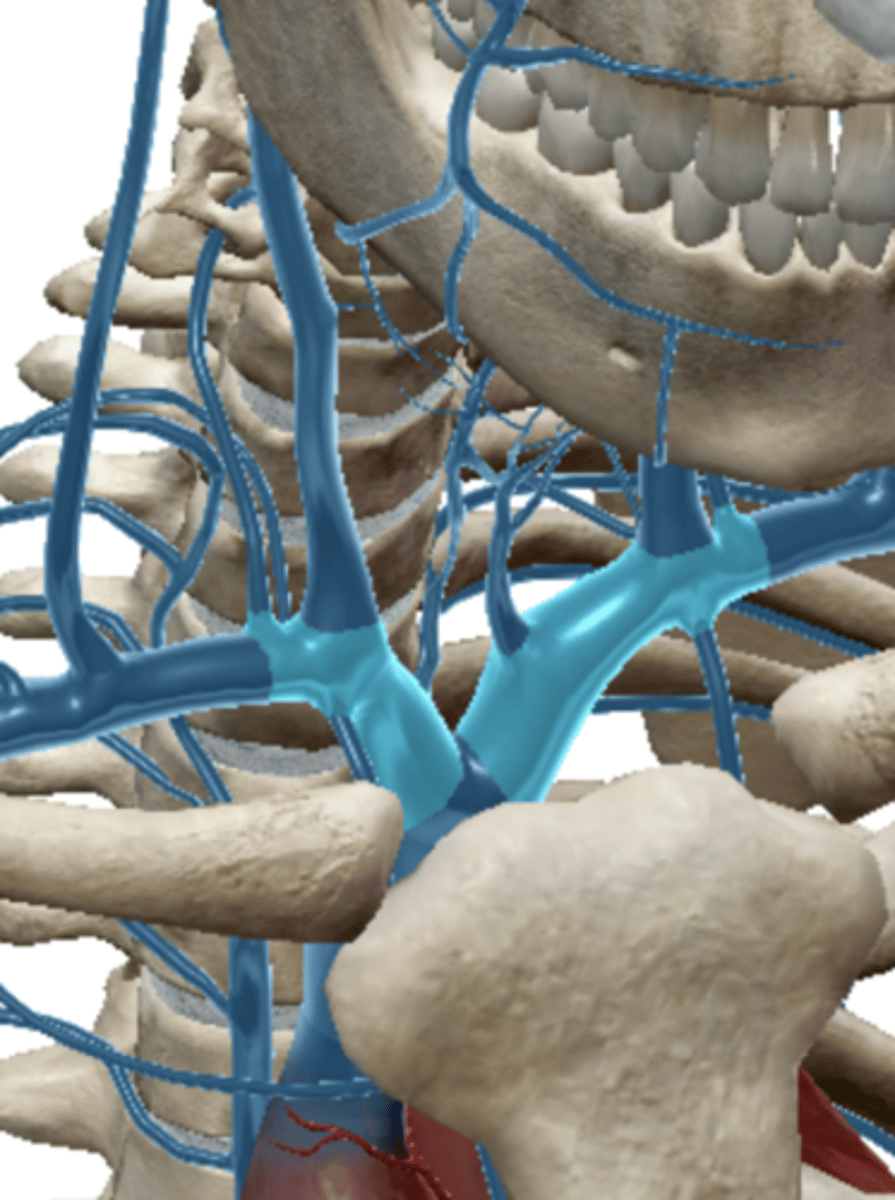 <p>the vein that collects blood from the liver and returns it to the heart</p>