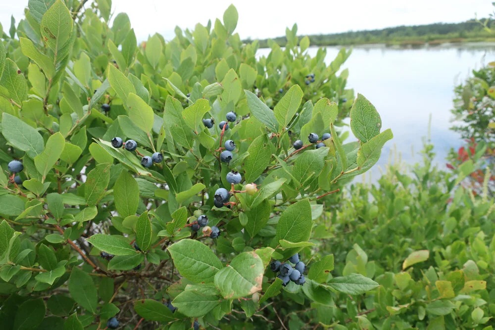<p>Vaccinium corymbosum (Ericaceae)</p>