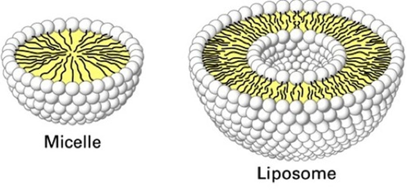 <p>has an aqueous center</p><p>internal storage (phospholipid bilayer)</p><p>potentially the precursor to the first living cell</p>
