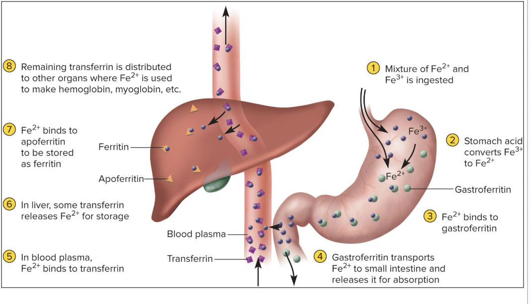 <ol><li><p>We ingest iron through our diet</p></li><li><p>stomach acid converts Fe3+ to Fe2+</p></li><li><p>Fe2+ binds to gastroferritin</p></li><li><p>Gastroferritin carries iron to small intestine where it releases the iron</p></li><li><p>iron will be absorbed into blood stream by binding to transferrin</p></li><li><p>goes to the liver for storage</p></li><li><p>can be further processed in the liver</p></li></ol><p></p>