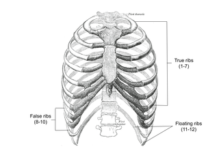 <ul><li><p>bones that are curved and form the rib cage</p></li><li><p>protects the heart and lungs </p></li></ul><p></p>