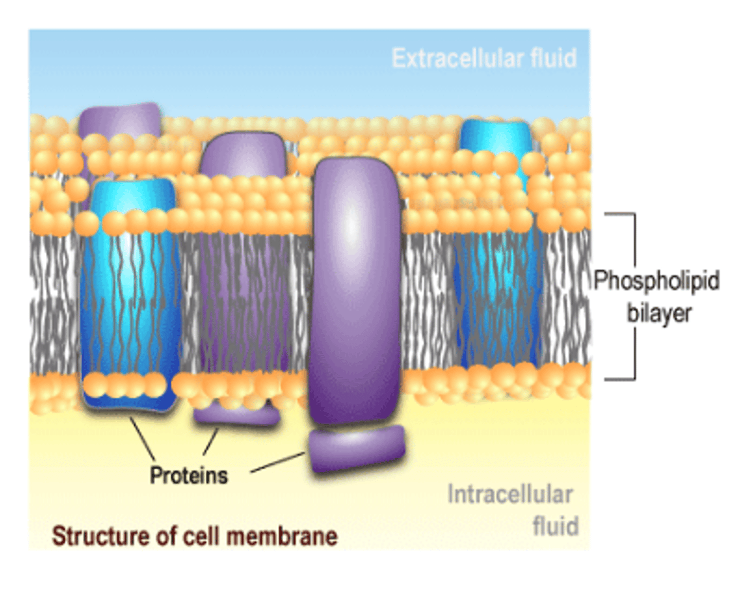 <p>Proteins found within the cell membrane that transport materials, act as enzymes, serve as receptors and aid in cell-to-cell recognition</p>