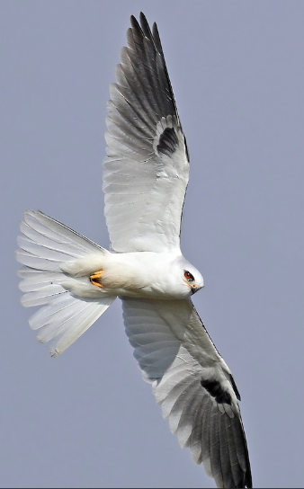 <p>What bird is this?</p>