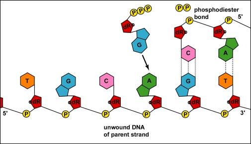 <p>Complementary base pairing ensures that the newly synthesized DNA strand is an exact copy of the original template strand, as it dictates which nucleotide is added next based on the complementary base pairing rules (A with T, and C with G), thus maintaining the genetic information fidelity during replication.</p>