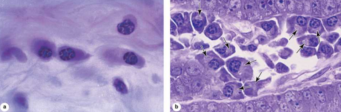 <p>What do plasma cells do?</p>